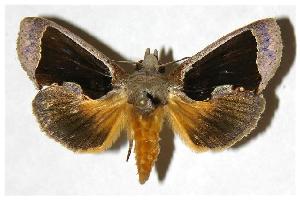  ( - 05-SRNP-41989)  @13 [ ] CreativeCommons - Attribution Non-Commercial Share-Alike (2005) Daniel H. Janzen Guanacaste Dry Forest Conservation Fund