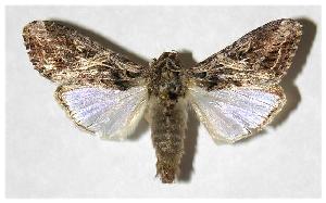  ( - 05-SRNP-58692)  @14 [ ] CreativeCommons - Attribution Non-Commercial Share-Alike (2006) Daniel H. Janzen Guanacaste Dry Forest Conservation Fund