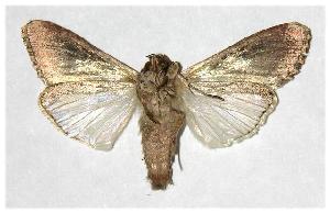  ( - 05-SRNP-58692)  @14 [ ] CreativeCommons - Attribution Non-Commercial Share-Alike (2006) Daniel H. Janzen Guanacaste Dry Forest Conservation Fund