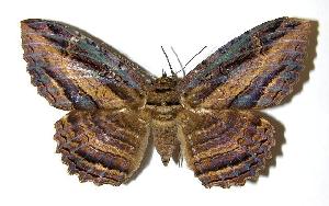  ( - 00-SRNP-14694)  @14 [ ] CreativeCommons - Attribution Non-Commercial Share-Alike (2006) Daniel H. Janzen Guanacaste Dry Forest Conservation Fund