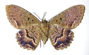  ( - 00-SRNP-14694)  @14 [ ] CreativeCommons - Attribution Non-Commercial Share-Alike (2006) Daniel H. Janzen Guanacaste Dry Forest Conservation Fund