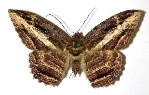  ( - 02-SRNP-19889)  @14 [ ] CreativeCommons - Attribution Non-Commercial Share-Alike (2006) Daniel H. Janzen Guanacaste Dry Forest Conservation Fund