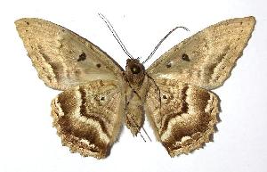  ( - 02-SRNP-19889)  @14 [ ] CreativeCommons - Attribution Non-Commercial Share-Alike (2006) Daniel H. Janzen Guanacaste Dry Forest Conservation Fund