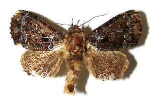  ( - 03-SRNP-23628)  @14 [ ] CreativeCommons - Attribution Non-Commercial Share-Alike (2006) Daniel H. Janzen Guanacaste Dry Forest Conservation Fund