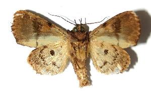  ( - 03-SRNP-23628)  @14 [ ] CreativeCommons - Attribution Non-Commercial Share-Alike (2006) Daniel H. Janzen Guanacaste Dry Forest Conservation Fund