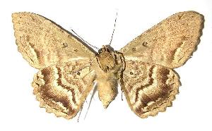  ( - 83-SRNP-543)  @14 [ ] CreativeCommons - Attribution Non-Commercial Share-Alike (2006) Daniel H. Janzen Guanacaste Dry Forest Conservation Fund