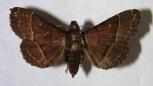  ( - 01-SRNP-23447)  @14 [ ] CreativeCommons - Attribution Non-Commercial Share-Alike (2007) Daniel H. Janzen Guanacaste Dry Forest Conservation Fund