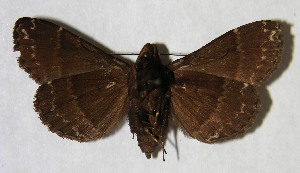  ( - 01-SRNP-23447)  @14 [ ] CreativeCommons - Attribution Non-Commercial Share-Alike (2007) Daniel H. Janzen Guanacaste Dry Forest Conservation Fund