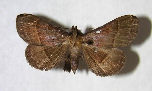  ( - 01-SRNP-5975)  @14 [ ] CreativeCommons - Attribution Non-Commercial Share-Alike (2007) Daniel H. Janzen Guanacaste Dry Forest Conservation Fund