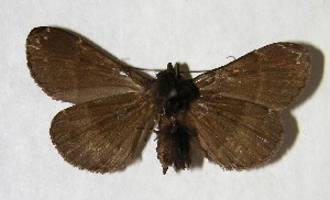  ( - 01-SRNP-5975)  @14 [ ] CreativeCommons - Attribution Non-Commercial Share-Alike (2007) Daniel H. Janzen Guanacaste Dry Forest Conservation Fund