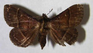  ( - 02-SRNP-6038)  @14 [ ] CreativeCommons - Attribution Non-Commercial Share-Alike (2007) Daniel H. Janzen Guanacaste Dry Forest Conservation Fund