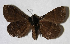  ( - 02-SRNP-6038)  @14 [ ] CreativeCommons - Attribution Non-Commercial Share-Alike (2007) Daniel H. Janzen Guanacaste Dry Forest Conservation Fund