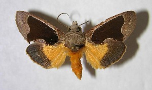  ( - 03-SRNP-22991)  @13 [ ] CreativeCommons - Attribution Non-Commercial Share-Alike (2007) Daniel H. Janzen Guanacaste Dry Forest Conservation Fund