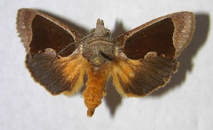  ( - 04-SRNP-36175)  @13 [ ] CreativeCommons - Attribution Non-Commercial Share-Alike (2007) Daniel H. Janzen Guanacaste Dry Forest Conservation Fund