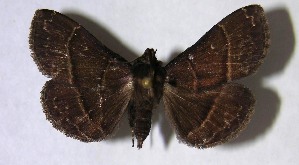  ( - 06-SRNP-34667)  @14 [ ] CreativeCommons - Attribution Non-Commercial Share-Alike (2007) Daniel H. Janzen Guanacaste Dry Forest Conservation Fund