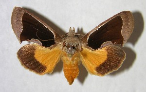  ( - 86-SRNP-466)  @13 [ ] CreativeCommons - Attribution Non-Commercial Share-Alike (2007) Daniel H. Janzen Guanacaste Dry Forest Conservation Fund