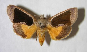  ( - 94-SRNP-7858)  @13 [ ] CreativeCommons - Attribution Non-Commercial Share-Alike (2007) Daniel H. Janzen Guanacaste Dry Forest Conservation Fund