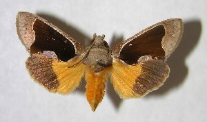  ( - 95-SRNP-4442)  @13 [ ] CreativeCommons - Attribution Non-Commercial Share-Alike (2007) Daniel H. Janzen Guanacaste Dry Forest Conservation Fund