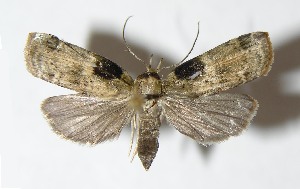  ( - 00-SRNP-14317)  @14 [ ] CreativeCommons - Attribution Non-Commercial Share-Alike (2013) Daniel H. Janzen Guanacaste Dry Forest Conservation Fund