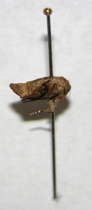  ( - 01-SRNP-11700)  @12 [ ] CreativeCommons - Attribution Non-Commercial Share-Alike (2007) Daniel H. Janzen Guanacaste Dry Forest Conservation Fund