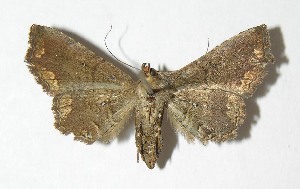  ( - 06-SRNP-2778)  @12 [ ] CreativeCommons - Attribution Non-Commercial Share-Alike (2013) Daniel H. Janzen Guanacaste Dry Forest Conservation Fund