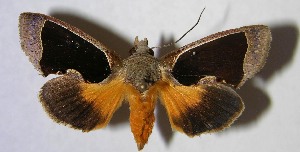  ( - 07-SRNP-1347)  @13 [ ] CreativeCommons - Attribution Non-Commercial Share-Alike (2007) Daniel H. Janzen Guanacaste Dry Forest Conservation Fund