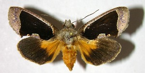  ( - 07-SRNP-2080)  @13 [ ] CreativeCommons - Attribution Non-Commercial Share-Alike (2008) Daniel H. Janzen Guanacaste Dry Forest Conservation Fund