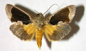  ( - 07-SRNP-2170)  @13 [ ] CreativeCommons - Attribution Non-Commercial Share-Alike (2008) Daniel H. Janzen Guanacaste Dry Forest Conservation Fund