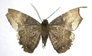  ( - 07-SRNP-3545)  @13 [ ] CreativeCommons - Attribution Non-Commercial Share-Alike (2008) Daniel H. Janzen Guanacaste Dry Forest Conservation Fund