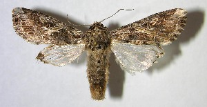  ( - 07-SRNP-45099)  @14 [ ] CreativeCommons - Attribution Non-Commercial Share-Alike (2007) Daniel H. Janzen Guanacaste Dry Forest Conservation Fund