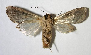  ( - 07-SRNP-45099)  @14 [ ] CreativeCommons - Attribution Non-Commercial Share-Alike (2007) Daniel H. Janzen Guanacaste Dry Forest Conservation Fund