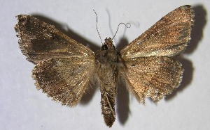  ( - 07-SRNP-829)  @14 [ ] CreativeCommons - Attribution Non-Commercial Share-Alike (2007) Daniel H. Janzen Guanacaste Dry Forest Conservation Fund