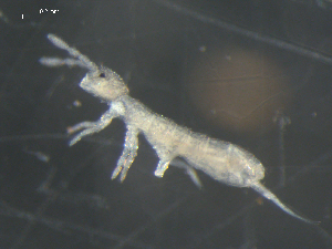  (Parisotoma notabilis - CHU06-COL-0955)  @15 [ ] CC-0 (2009) David Porco Unspecified