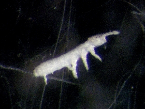  ( - CHU06-COL-0456)  @11 [ ] CreativeCommons - Attribution (2010) CBG Photography Group Centre for Biodiversity Genomics