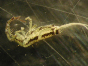  ( - CHU06-COL-0062)  @11 [ ] CreativeCommons - Attribution (2010) CBG Photography Group Centre for Biodiversity Genomics