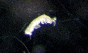  ( - CHU06-COL-0462)  @11 [ ] CreativeCommons - Attribution (2010) CBG Photography Group Centre for Biodiversity Genomics