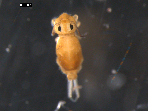  (Heterosminthurus - CHU06-COL-0559)  @14 [ ] CreativeCommons - Attribution (2010) CBG Photography Group Centre for Biodiversity Genomics