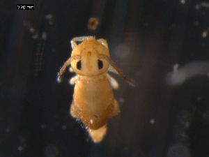  (Heterosminthurus sp2 - CHU06-COL-0563)  @14 [ ] CreativeCommons - Attribution (2010) CBG Photography Group Centre for Biodiversity Genomics