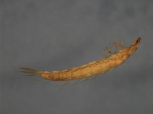  ( - CHU06-COL-015)  @12 [ ] CreativeCommons - Attribution (2010) CBG Photography Group Centre for Biodiversity Genomics