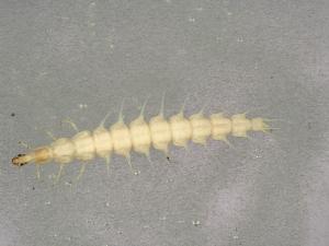  ( - CHU06-COL-071)  @12 [ ] CreativeCommons - Attribution (2010) CBG Photography Group Centre for Biodiversity Genomics