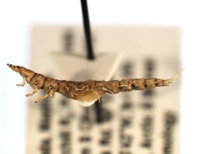  ( - CHU06-COL-452)  @12 [ ] CreativeCommons - Attribution (2010) CBG Photography Group Centre for Biodiversity Genomics