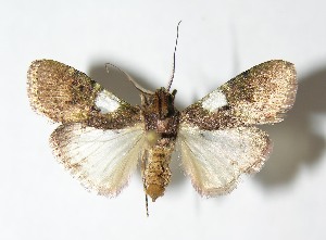  ( - 01-SRNP-22797)  @12 [ ] CreativeCommons - Attribution Non-Commercial Share-Alike (2013) Daniel H. Janzen Guanacaste Dry Forest Conservation Fund