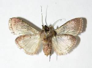  ( - 01-SRNP-22797)  @12 [ ] CreativeCommons - Attribution Non-Commercial Share-Alike (2013) Daniel H. Janzen Guanacaste Dry Forest Conservation Fund