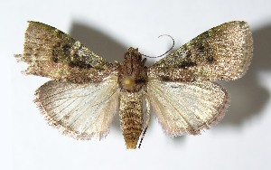  ( - 01-SRNP-22807)  @12 [ ] CreativeCommons - Attribution Non-Commercial Share-Alike (2013) Daniel H. Janzen Guanacaste Dry Forest Conservation Fund