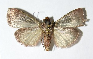  ( - 01-SRNP-22807)  @12 [ ] CreativeCommons - Attribution Non-Commercial Share-Alike (2013) Daniel H. Janzen Guanacaste Dry Forest Conservation Fund