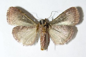  ( - 01-SRNP-22819)  @12 [ ] CreativeCommons - Attribution Non-Commercial Share-Alike (2013) Daniel H. Janzen Guanacaste Dry Forest Conservation Fund