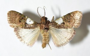  ( - 01-SRNP-22823)  @12 [ ] CreativeCommons - Attribution Non-Commercial Share-Alike (2013) Daniel H. Janzen Guanacaste Dry Forest Conservation Fund