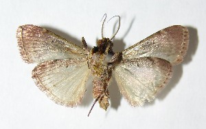  ( - 01-SRNP-22823)  @12 [ ] CreativeCommons - Attribution Non-Commercial Share-Alike (2013) Daniel H. Janzen Guanacaste Dry Forest Conservation Fund