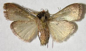  ( - 04-SRNP-81)  @12 [ ] CreativeCommons - Attribution Non-Commercial Share-Alike (2007) Daniel H. Janzen Guanacaste Dry Forest Conservation Fund