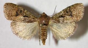  ( - 04-SRNP-83)  @12 [ ] CreativeCommons - Attribution Non-Commercial Share-Alike (2007) Daniel H. Janzen Guanacaste Dry Forest Conservation Fund